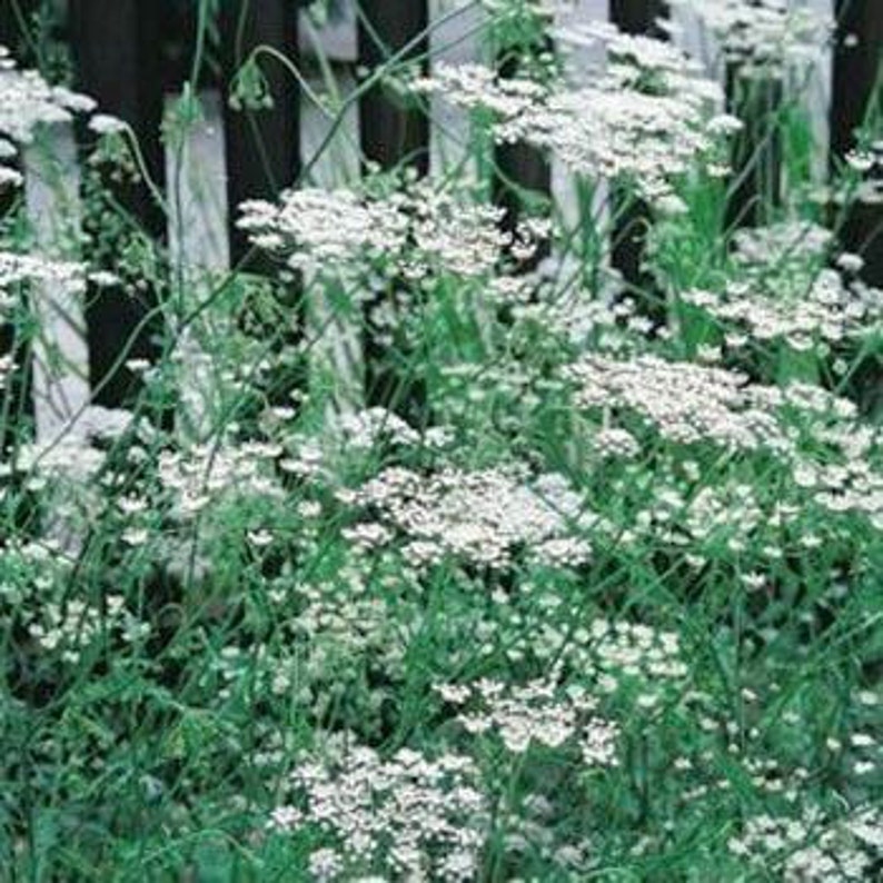 Anise Herb Seeds/Pimpinella Anisum/Annual 30 image 1