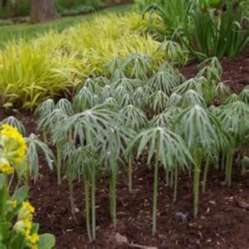 Umbrella Plant Flower Seeds/Cyperus Alternifolius