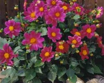 Videos about What is Naturix Wholesale Tall White Dahlia Flowered Zinnia Flower