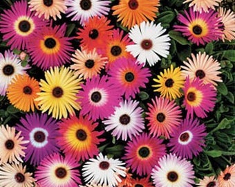 Ice Plant Mix Flower Seeds/Dorotheanthus Bellidiformis/Perennial   50+