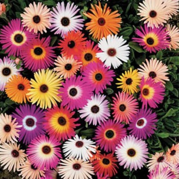 Ice Plant Mix Flower Seeds Dorotheanthus Etsy