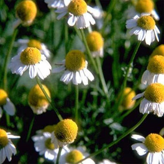 Camomilla tedesca Daisy fiore semi Matricaria Recutita annuale 75 Etsy Italia