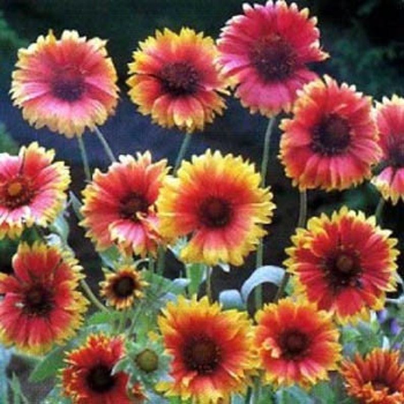 Blanket Flower Gaillardia Flower Seeds/aristata/perennial 50 Etsy
