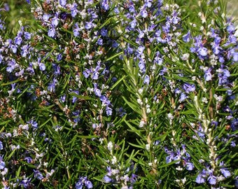 Rosemary Herb Seeds/Rosemarinus Officinalis/Perennial   30+