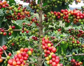 Coffee Plant Seeds/Coffea Arabica Nana/Perennial   5