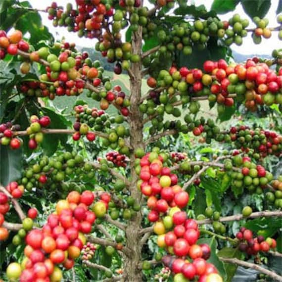 Image result for vintage photograph coffee bush