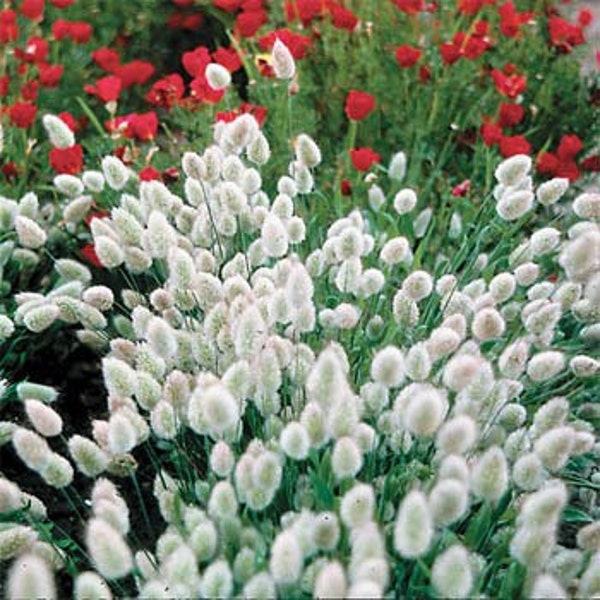 White Bunny Tails Grass Seeds/Lagurus ovatus/Annual  50+