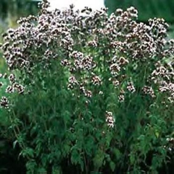 Greek Oregano Herb Seeds/origanum Heracleoticum/perennial 60 Etsy