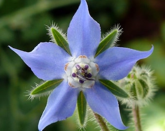 Blue Star Borage Herb Seeds/Annual  50+