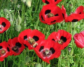 Ladybird Scarlet Poppy Flower Seeds/Papaver Commutatum/Annual   100+