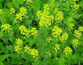 Black Mustard Herb Seeds/Brassica Nigra/Annual    60+