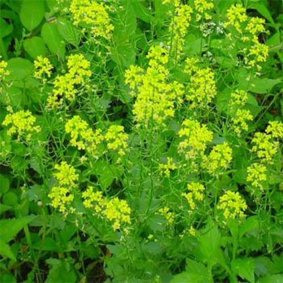 Schwarzer Senf Kraut Samen Brassica Nigra Jahrliche 60 Etsy