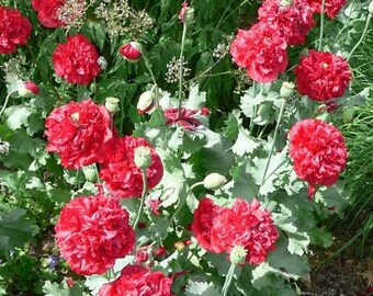 Red Peony Poppy Flower Seeds/Papaver/Annual   100+