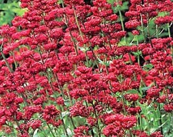 Graines de fleurs de barbe de Jupiter rouge / Centranthus Ruber Coccineus / Vivace 40+