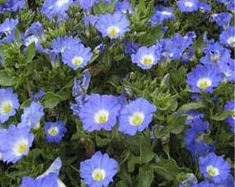 Chilean Blue Bellflower Flower Seeds/Nolana Paradoxa/Annual     50+