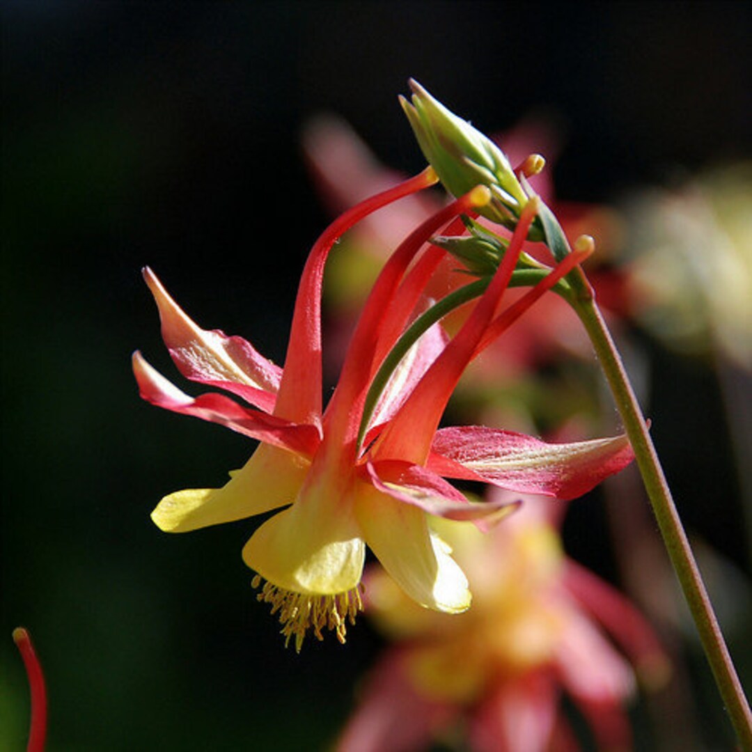 Image of Columbine flowers for rhubarb