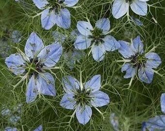 Nigella Black Cumin Flower Seeds/Annual   50+