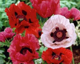 Orientale Mix Poppy Flower Seeds/Papaver/Annual  100+