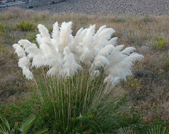 Herbe de pampa blanc graines/Pampa selloana et vivaces 65 +