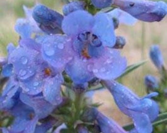 Blue Violet Beardtongue Penstemon Flower Seeds/Angustifolius/Perennial    20+