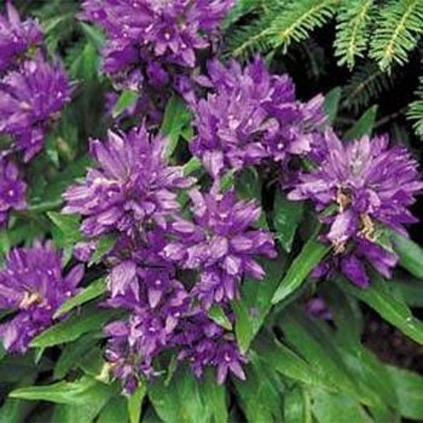 Violet Blue Cluster Bellflower Flower Seeds/Campanula Glomerata/Annual   50+