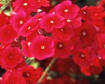 Crimson Beauty Phlox/Drummondii Nana/Annual  30+