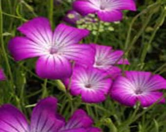 Purple Queen Agrostemma Flower Seeds/Githago/Annual  50+