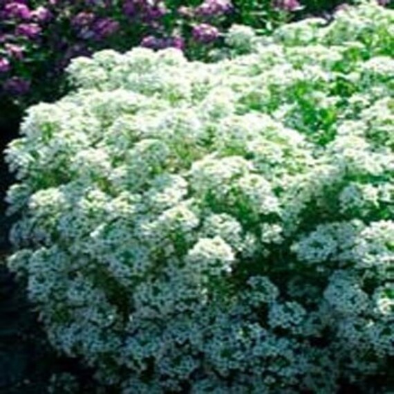 Tiny Tim White Alyssum Flower Seeds/annual 60 Etsy