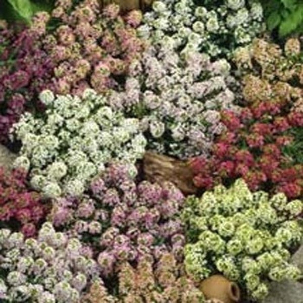 Paletta Mix Alyssum/Lobularia Maritima/jaarlijkse 60 +