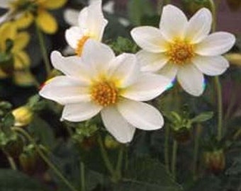White Mignon Dahlia Flower Seeds/Variabilis/Annual  30+
