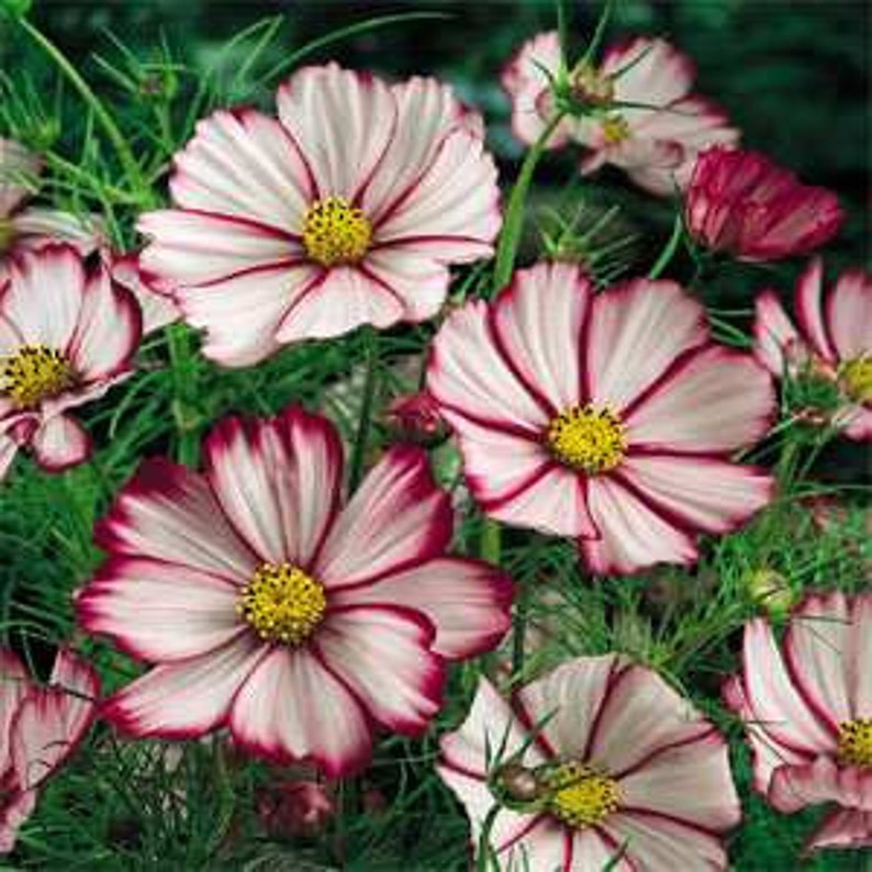 Cosmos Sensation Picotee Flower Seeds/Bipinnatus Mexican