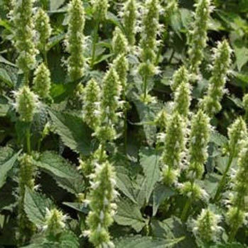 Mexicana White Giant Hyssop Plant Seeds/Agastache/Perennial 50 image 1