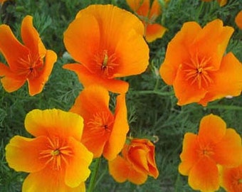 Bright Orange California Poppy Flower Seeds/Eschscholzia/Annual  100+