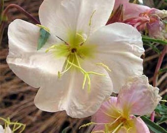 Pale Evening Primrose Flower Seeds/Oenothera Pallida/Perennial   50+