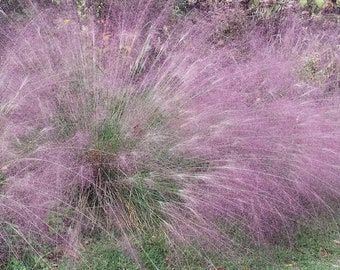 Purple Love Grass Seeds /Eragrostis spectabilis/ Perenne 35+