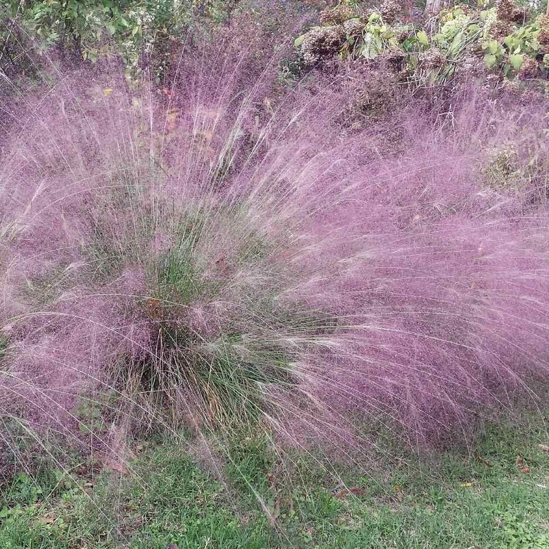 Purple Love Grass Seeds /Eragrostis spectabilis/ Perennial 35 image 1