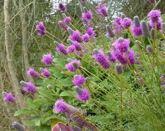 Purple Prairie Clover Flower Seeds/Dalea Purpurea/Perennial  50+