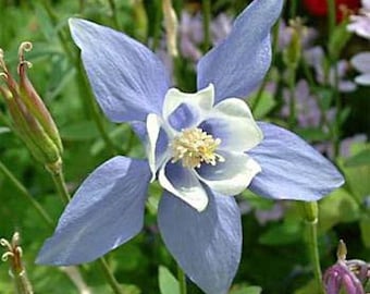 Aquilegia Heavenly Blue & White Columbine Flower Seeds/Perennial  25+