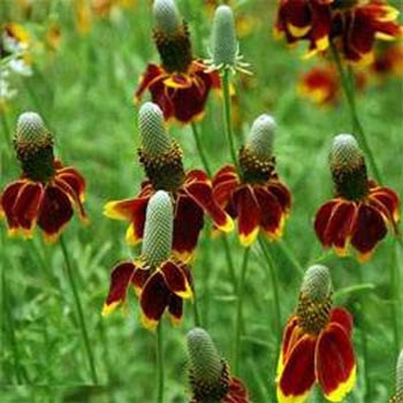Mexican Hat Flower Seeds/Ratibida Columnifera/Perennial 80 | Etsy
