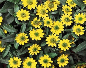 Yellow Creeping Zinnia Flower Seeds/Sanvitalia Procumbens/Annual   30+