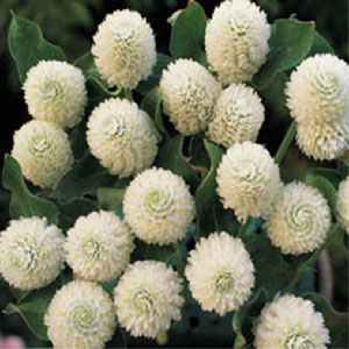 White Globe Amaranth Flower Seeds/Gomphrena Globosa/Annual Etsy