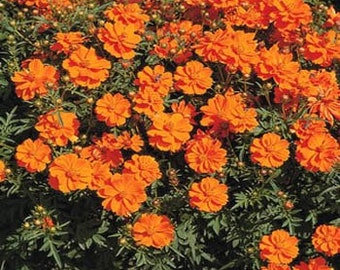 Cosmos Orange Sulphureus Flower Seeds/Annual    45+