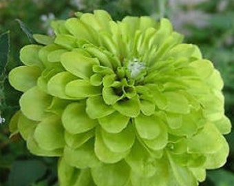 Zinnia Lime Green Envy Flower Seeds / Annual 30+