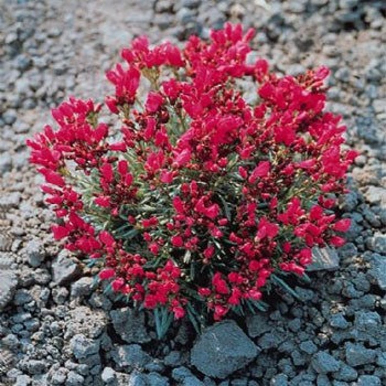 Ruby Tuesday Purslane Rock Flower Seeds/Calandrinia Umbelleta/Perennial 75 Bild 1