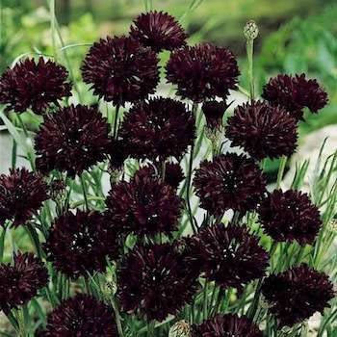 Black Tall Double Ball Bachelor s Button Cornflower Flower Seeds black-tall-double-ball-bachelor-s-button-cornflower-flower-seeds