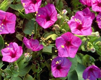 Mirabilis Jalapa Pink Flower Seeds/Four O'Clock/Perennial 40+ (INTERNATIONAL NOT AVAILABLE)