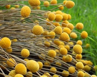 Yellow Billy Buttons Flower Seeds/Craspedia Globosa/Annual    30+