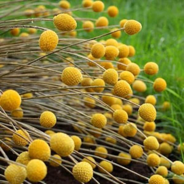 Yellow Billy Buttons Flower Seeds/Craspedia Globosa/Annual    30+