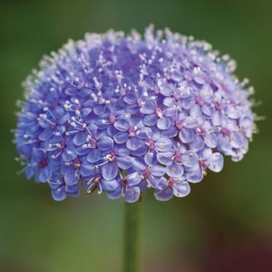 Blue Lace Flower Seeds/Didiscus Caeruleus/Annual 50 image 1