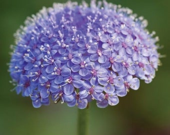 Blue Lace Flower Seeds/Didiscus Caeruleus/Annual  50+